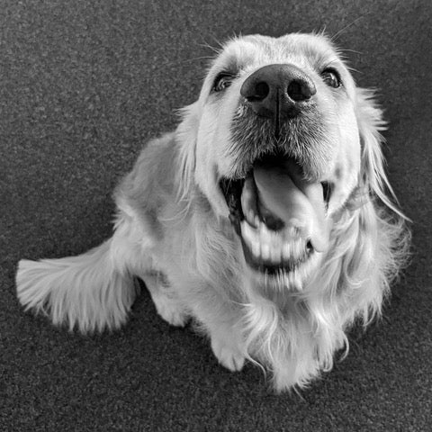 Gordy, le chien hapiness manager de la Team Activergo